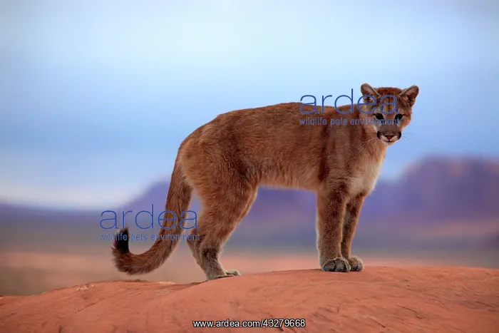 : Puma, Cougar or Mountain Lion (Puma concolor) standing : Puma, Cougar or Mountain Lion (Puma concolor) standing