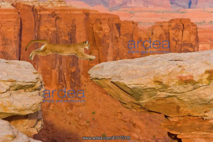 : Puma (Puma concolor) leaping on a rocky ledge, USA : Puma (Puma concolor) leaping on a rocky ledge, USA