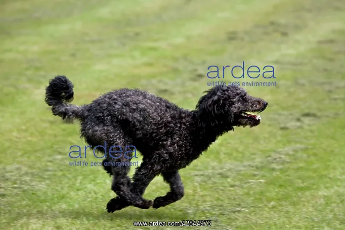  : Pumi dog running in garden