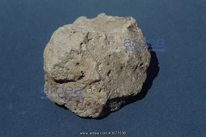 : Pumice, an igneous rock. Mt. Bachelor, Oregon : Pumice, an igneous rock. Mt. Bachelor, Oregon