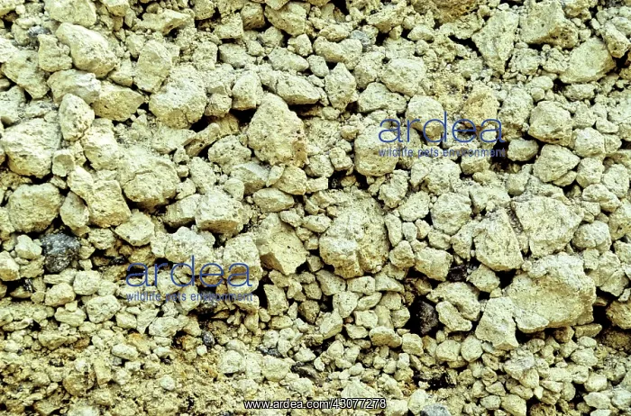 : Pumice, a light, porous, glassy lava, from an eruption approximately 2350 years ago : Pumice, a light, porous, glassy lava, from an eruption approximately 2350 years ago
