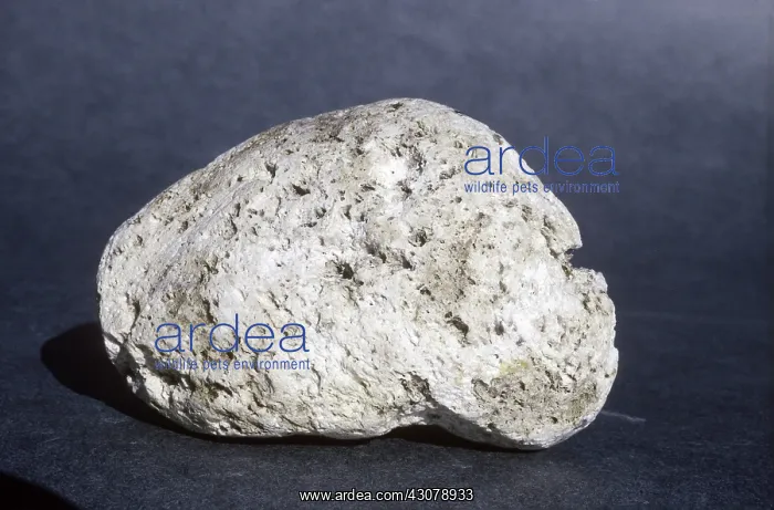 : Pumice (Igneous rock) : Pumice (Igneous rock)