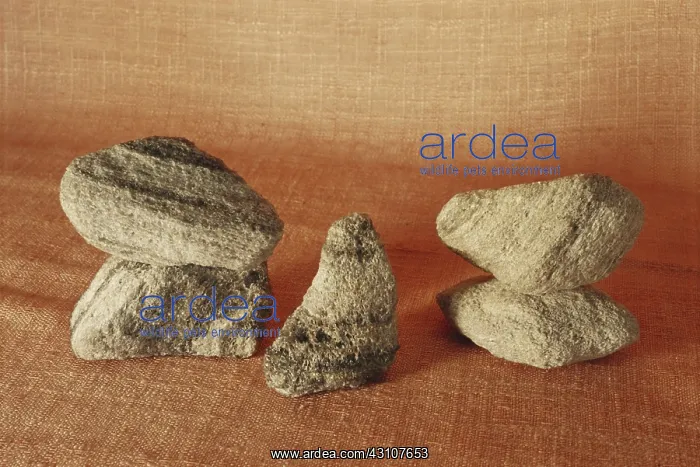 : Pumice, an igneous rock formed from frothy, rhyolitic lava : Pumice, an igneous rock formed from frothy, rhyolitic lava