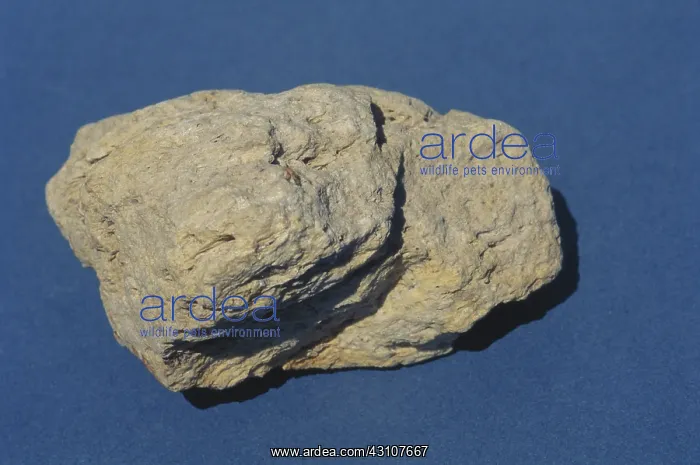 : Pumice. Large sample of pumice, an igneous rock formed from frothy, rhyolitic lava : Pumice. Large sample of pumice, an igneous rock formed from frothy, rhyolitic lava