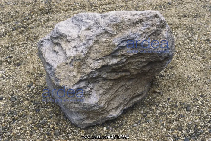  : Pumice, an igneous rock formed from frothy, rhyolitic lava