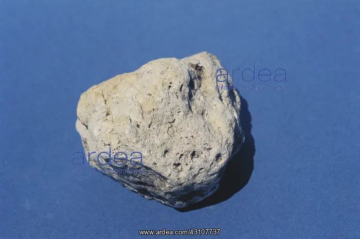 : Pumice from Mount Saint Helens, Washington : Pumice from Mount Saint Helens, Washington