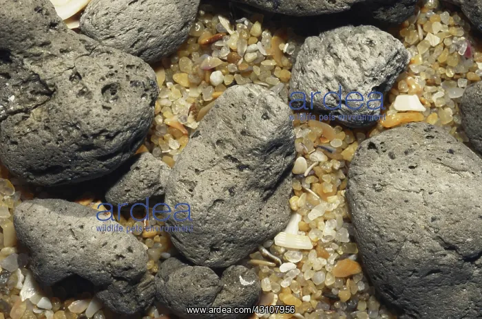 : Pumice washed up on Kawana Beach, southeast Queensland, Australia : Pumice washed up on Kawana Beach, southeast Queensland, Australia