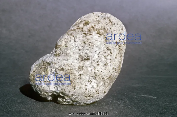 : Pumice. A specimen of the igneous rock pumice, from Victoria, Australia : Pumice. A specimen of the igneous rock pumice, from Victoria, Australia