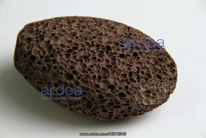 : Pumice, a dark-colored volcanic rock. Its texture results : Pumice, a dark-colored volcanic rock. Its texture results