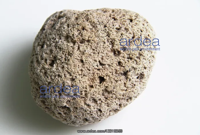 : Pumice, a light-colored volcanic rock. Its texture results : Pumice, a light-colored volcanic rock. Its texture results