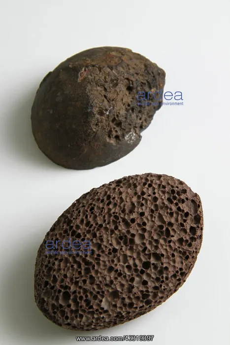 : Pumice. Geode and pumice, dark volcanic rocks : Pumice. Geode and pumice, dark volcanic rocks
