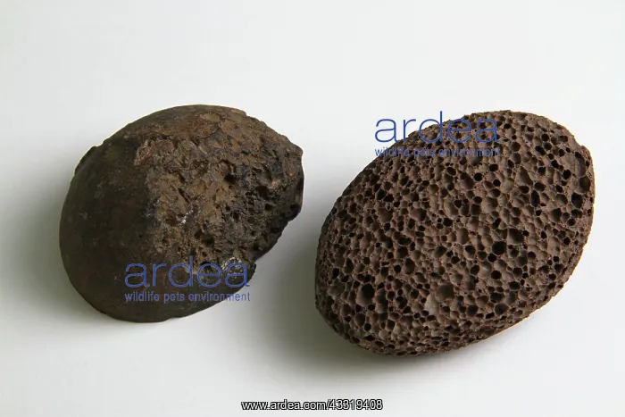: Pumice. Geode and pumice, dark volcanic rocks : Pumice. Geode and pumice, dark volcanic rocks