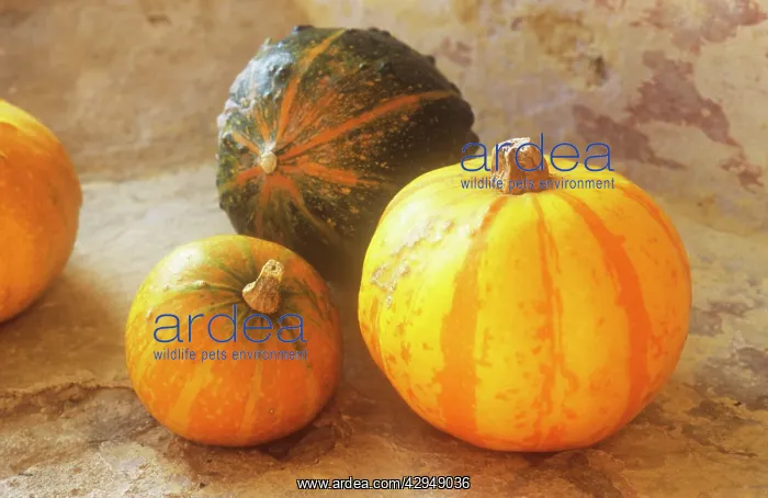 : Pumpkin, Squash, Curcubita pepo : Pumpkin, Squash, Curcubita pepo