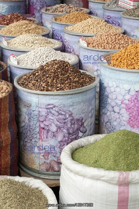 : Pumpkin, Curcubita maxima : Pumpkin, Curcubita maxima