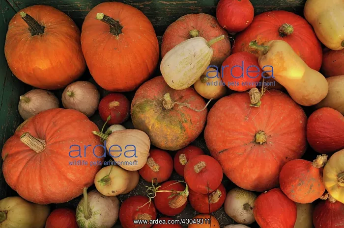 : Pumpkin, Cucurbita maxima : Pumpkin, Cucurbita maxima