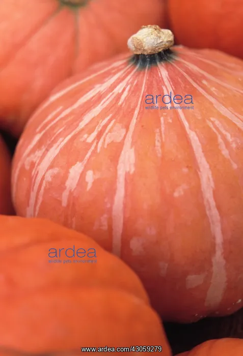 : Pumpkin, Squash, Curcubita pepo : Pumpkin, Squash, Curcubita pepo
