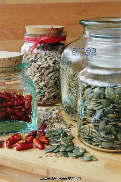: Pumpkin, Squash, Curcubita pepo : Pumpkin, Squash, Curcubita pepo