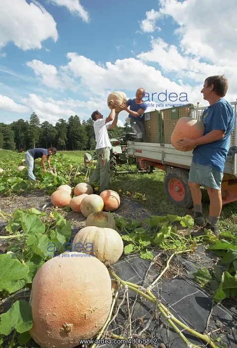 : Pumpkin, Curcubita maxima : Pumpkin, Curcubita maxima