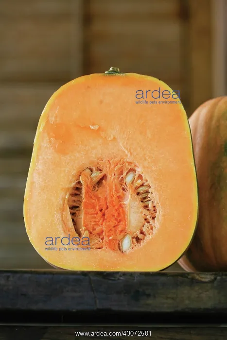 : Pumpkin, Squash, Curcubita pepo : Pumpkin, Squash, Curcubita pepo