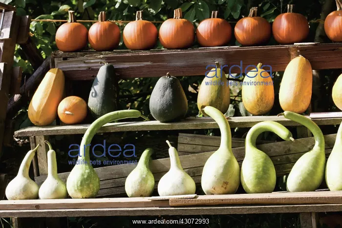 : Pumpkin, Squash, Curcubita pepo : Pumpkin, Squash, Curcubita pepo