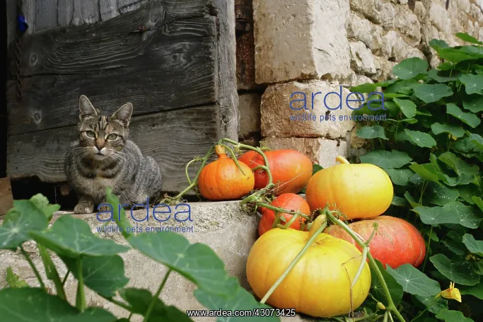 : Pumpkin, Squash, Curcubita pepo : Pumpkin, Squash, Curcubita pepo