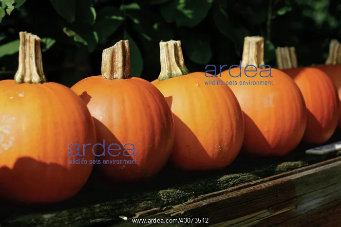 : Pumpkin, Squash, Curcubita pepo : Pumpkin, Squash, Curcubita pepo