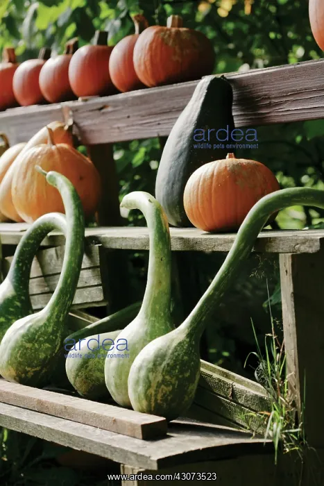 : Pumpkin, Squash, Curcubita pepo : Pumpkin, Squash, Curcubita pepo