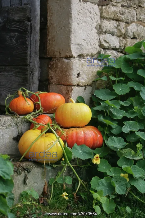 : Pumpkin, Squash, Curcubita pepo : Pumpkin, Squash, Curcubita pepo