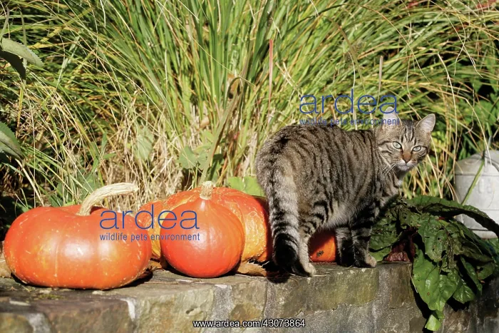: Pumpkin, Squash, Curcubita pepo : Pumpkin, Squash, Curcubita pepo