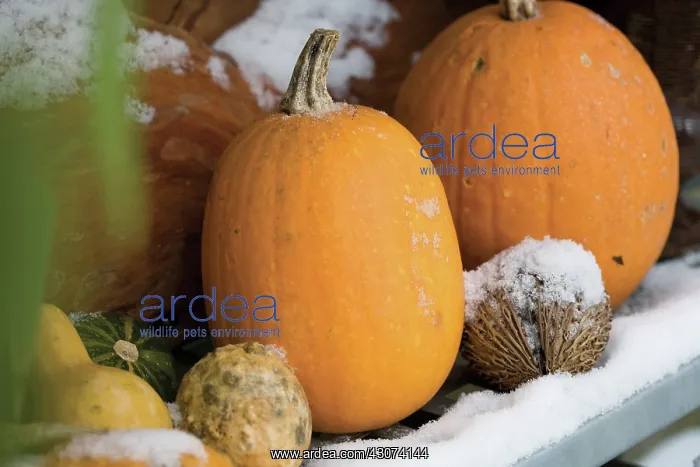 : Pumpkin, Squash, Curcubita pepo : Pumpkin, Squash, Curcubita pepo