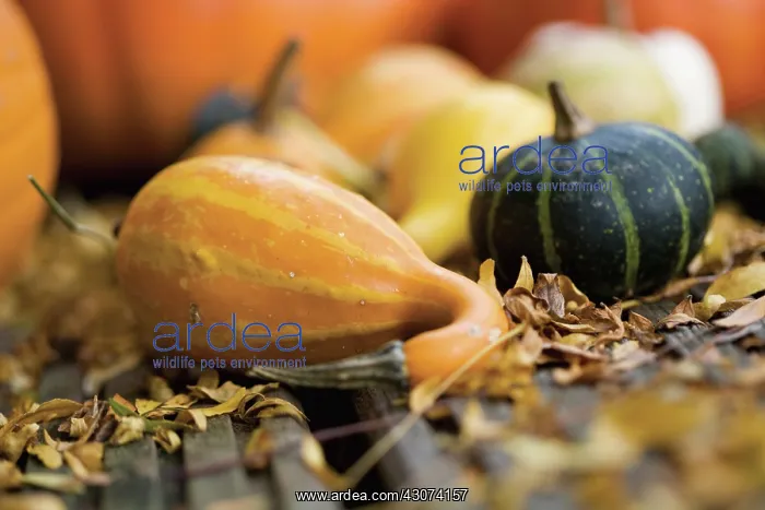 : Pumpkin, Squash, Curcubita pepo : Pumpkin, Squash, Curcubita pepo