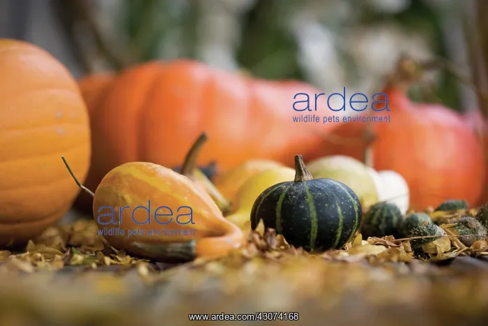 : Pumpkin, Squash, Curcubita pepo : Pumpkin, Squash, Curcubita pepo