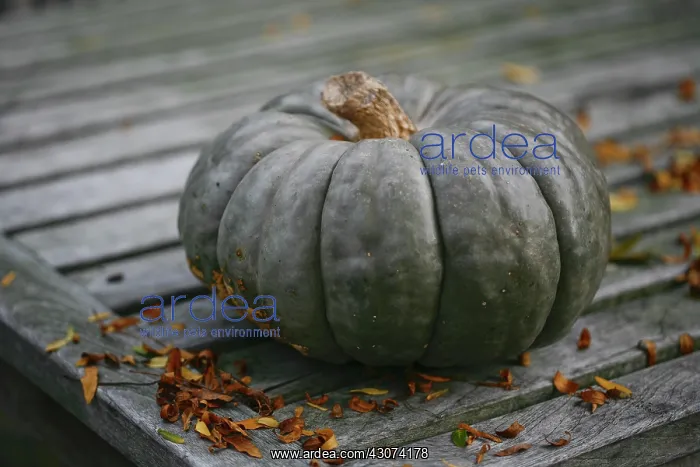 : Pumpkin, Squash, Curcubita pepo : Pumpkin, Squash, Curcubita pepo