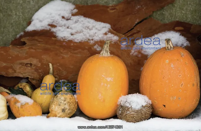 : Pumpkin, Squash, Curcubita pepo : Pumpkin, Squash, Curcubita pepo