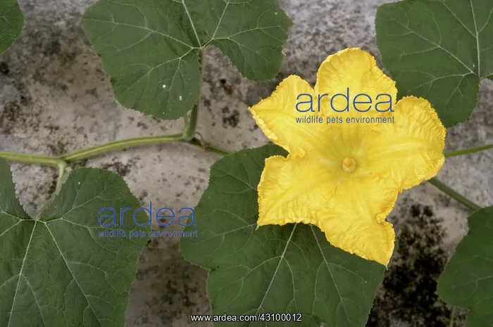 : Pumpkin (Cucurbita moschata) flowering in a garden in Ipoh, Perak, Malaysia : Pumpkin (Cucurbita moschata) flowering in a garden in Ipoh, Perak, Malaysia