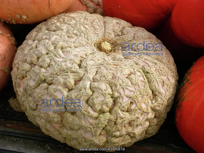 : Pumpkins : Pumpkins