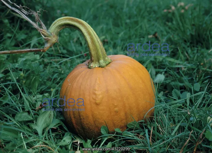 : Pumpkin. Calabaza pumpkin (Cucurbita pepo) on the vine in Pennsylvania : Pumpkin. Calabaza pumpkin (Cucurbita pepo) on the vine in Pennsylvania