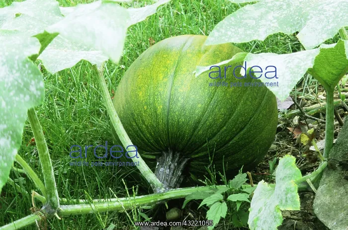 : Pumpkin (Cucurbita pepo) growing in Storrs, CT : Pumpkin (Cucurbita pepo) growing in Storrs, CT