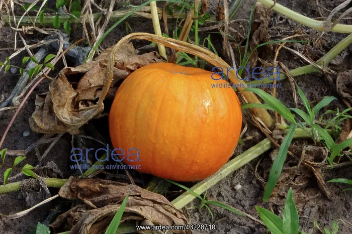 : Pumpkin (Cucurbita pepo). Snead's Ferry, North Carolina : Pumpkin (Cucurbita pepo). Snead's Ferry, North Carolina