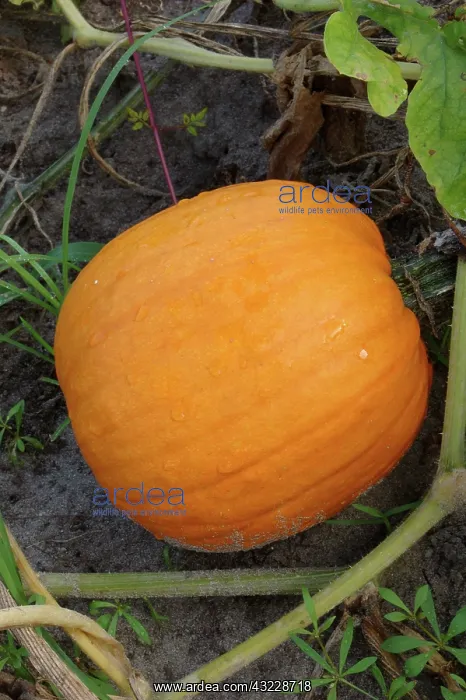 : Pumpkin (Cucurbita pepo). Snead's Ferry, North Carolina : Pumpkin (Cucurbita pepo). Snead's Ferry, North Carolina