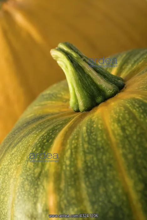 : Pumpkin, Squash, Curcubita pepo : Pumpkin, Squash, Curcubita pepo