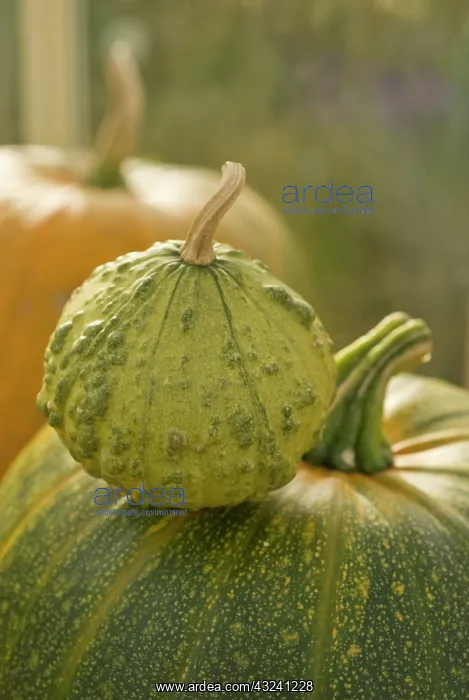 : Pumpkin, Squash, Curcubita pepo : Pumpkin, Squash, Curcubita pepo