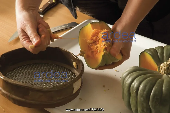 : Pumpkin, Curcubita maxima Queensland blue : Pumpkin, Curcubita maxima Queensland blue