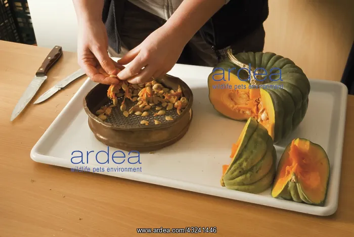 : Pumpkin, Curcubita maxima Queensland blue : Pumpkin, Curcubita maxima Queensland blue