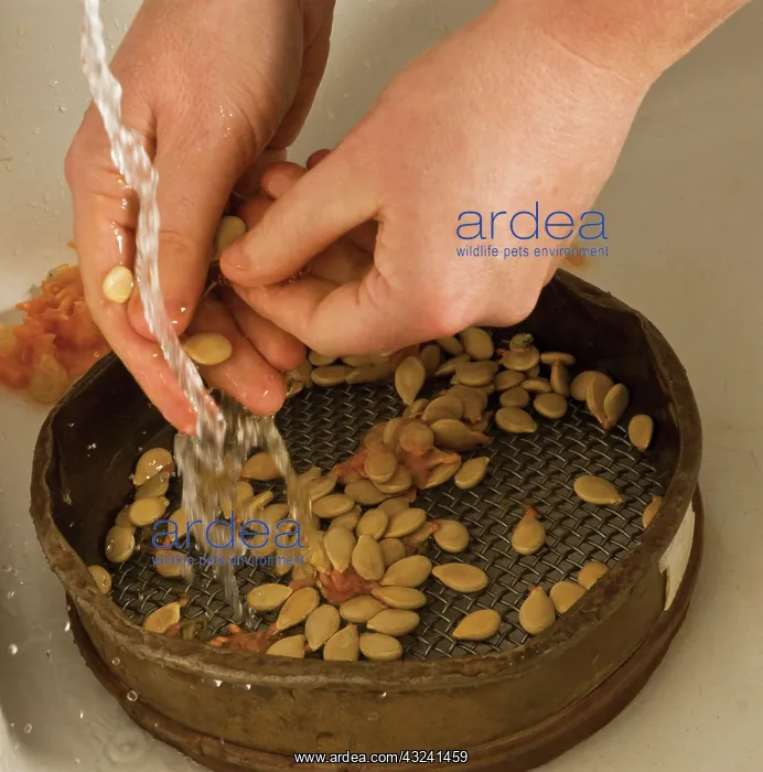 : Pumpkin, Curcubita maxima Queensland blue : Pumpkin, Curcubita maxima Queensland blue