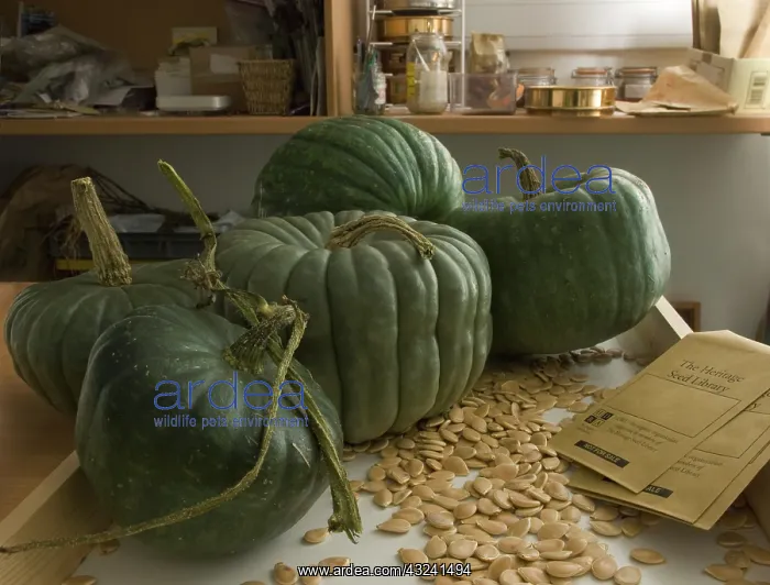 : Pumpkin, Curcubita maxima Queensland blue : Pumpkin, Curcubita maxima Queensland blue