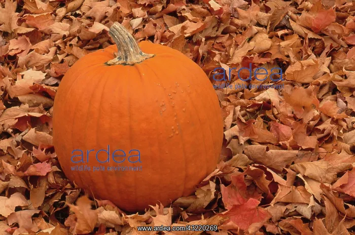 : Pumpkin and Autumn Leaves : Pumpkin and Autumn Leaves