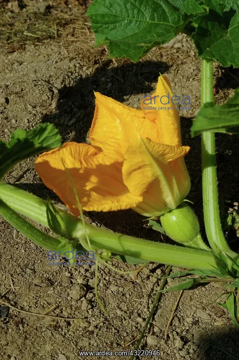 : Pumpkin Blossom : Pumpkin Blossom