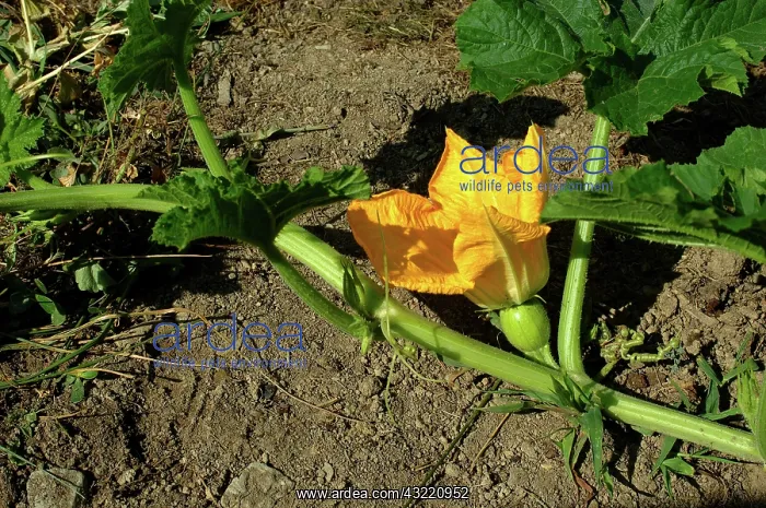 : Pumpkin Blossom : Pumpkin Blossom