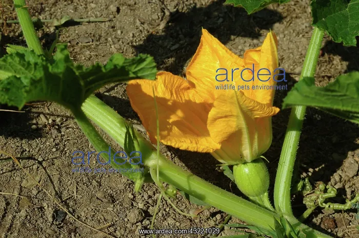 : Pumpkin Blossom : Pumpkin Blossom